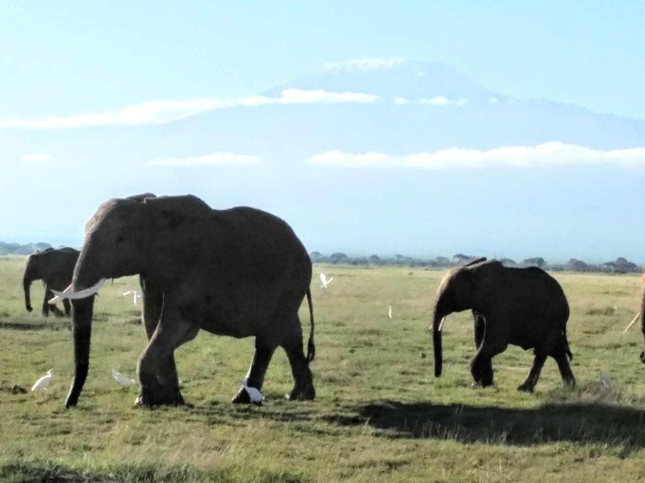Amboseli National Park