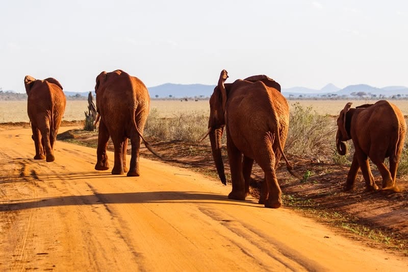 Tsavo East National Park