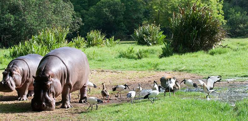 Mombasa and Haller Park excursion