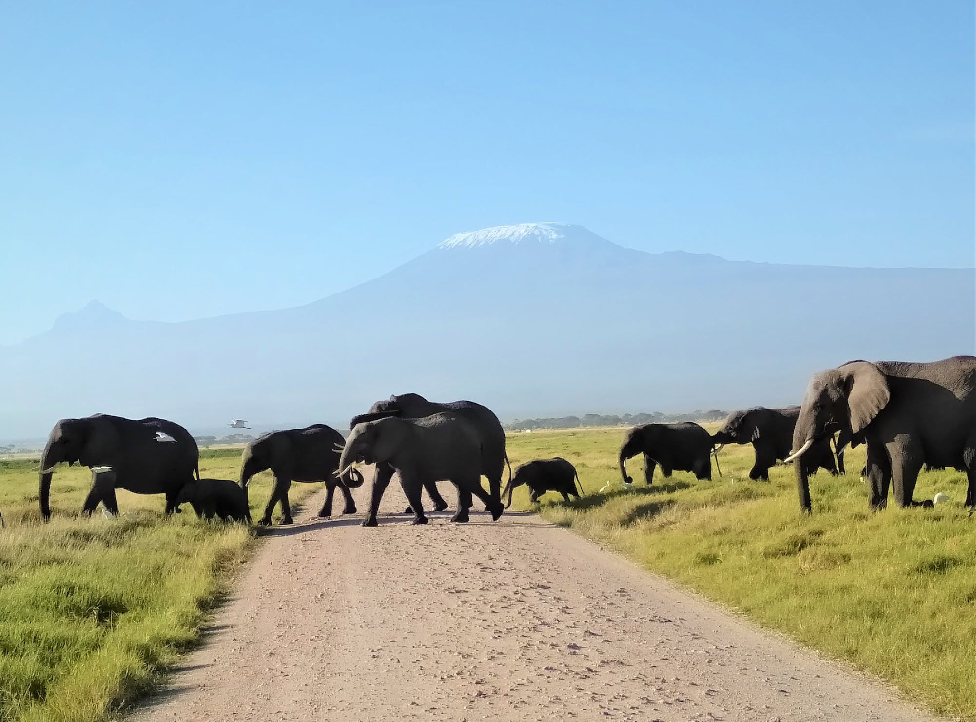 Tsavo East Amboseli safari